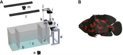 Zebrafish Adjust Their Behavior in Response to an Interactive Robotic Predator